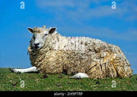 Texel-Schafe liegen auf einer Deichkrone im Sumpfgebiet an der Nordseeküste, Schleswig-Holstein, Deutschland Stockfoto