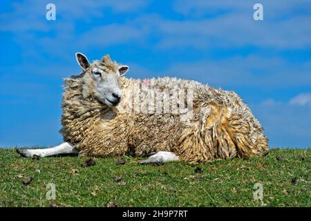 Texel-Schafe liegen auf einer Deichkrone im Sumpfgebiet an der Nordseeküste, Schleswig-Holstein, Deutschland Stockfoto