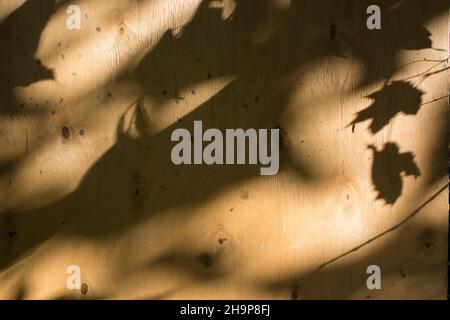 Nahaufnahme eines schwarzen Blattschattens vom Sonnenlicht auf einer braunen Sperrholzoberfläche. Stockfoto
