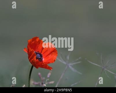 Die einbeinige Tulpe auf der Wiese, Papaver rhoeas Stockfoto