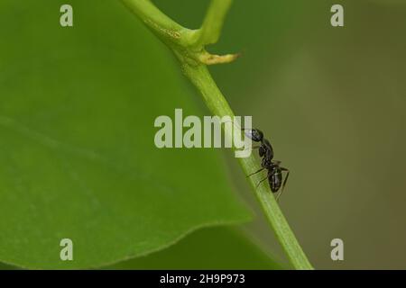 Eine geschäftige Ameise in einer Makroaufnahme auf einem Blatt. Detailreiche Aufnahme des kleinen Insekts Stockfoto