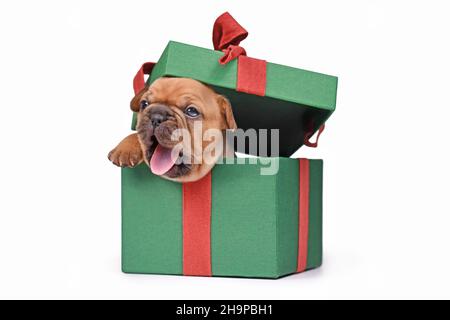 Gähnende französische Bulldog-Welpe, die aus einer grünen Weihnachts-Geschenkbox auf weißem Hintergrund ihren Höhepunkt erreicht Stockfoto