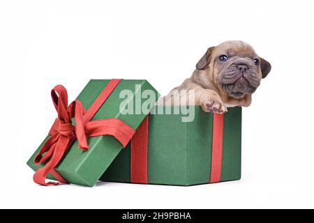 Französisch Bulldog Hund Welpen Höhepunkt aus grünen Weihnachts-Geschenkbox auf weißem Hintergrund Stockfoto