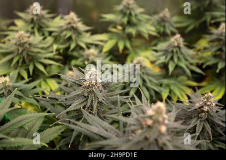 Illegal selbst angebaute Cannabispflanzen. Stockfoto