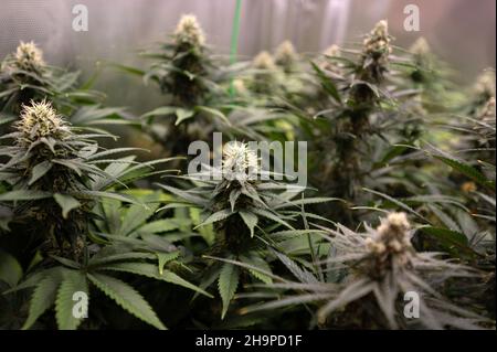 Illegal selbst angebaute Cannabispflanzen. Stockfoto