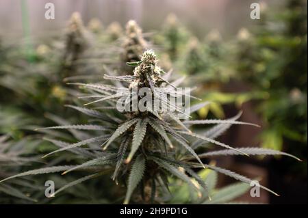 Illegal selbst angebaute Cannabispflanzen. Stockfoto