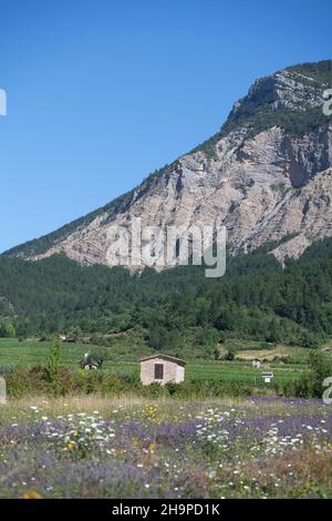 Hütten inmitten von Rebstöcken in Chatillon-en-Diois (Südostfrankreich) Stockfoto