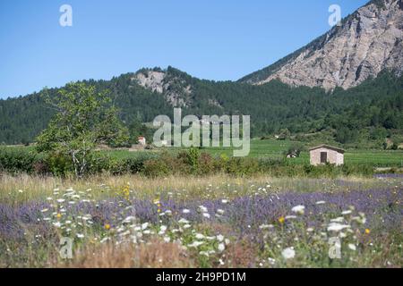 Hütten inmitten von Rebstöcken in Chatillon-en-Diois (Südostfrankreich) Stockfoto