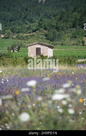 Hütten inmitten von Rebstöcken in Chatillon-en-Diois (Südostfrankreich) Stockfoto