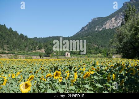 Sonnenblumenfeld in Chatillon-en-Diois (Südostfrankreich) mit einer Hütte mitten in den Reben im Hintergrund Stockfoto