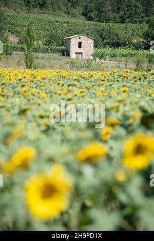 Hütten inmitten von Rebstöcken in Chatillon-en-Diois (Südostfrankreich) und Sonnenblumenfeld im Vordergrund Stockfoto