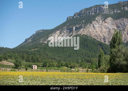 Sonnenblumenfeld in Chatillon-en-Diois (Südostfrankreich) mit einer Hütte mitten in den Reben im Hintergrund Stockfoto