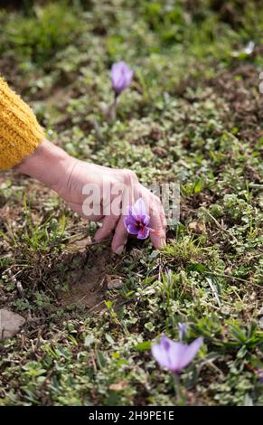 Safranernte bei o Delices de la Bergere in Marken, im Departement Drome (Südostfrankreich). Safranstamene werden von Hand aus Crocu gepflückt Stockfoto