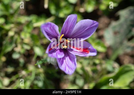 Safranernte bei o Delices de la Bergere in Marken, im Departement Drome (Südostfrankreich). Safranstamene werden von Hand aus Crocu gepflückt Stockfoto