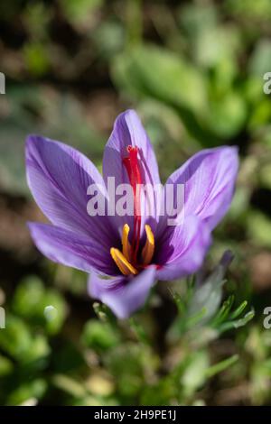 Safranernte bei o Delices de la Bergere in Marken, im Departement Drome (Südostfrankreich). Safranstamene werden von Hand aus Crocu gepflückt Stockfoto