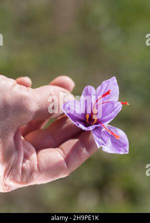 Safranernte bei o Delices de la Bergere in Marken, im Departement Drome (Südostfrankreich). Safranstamene werden von Hand aus Crocu gepflückt Stockfoto