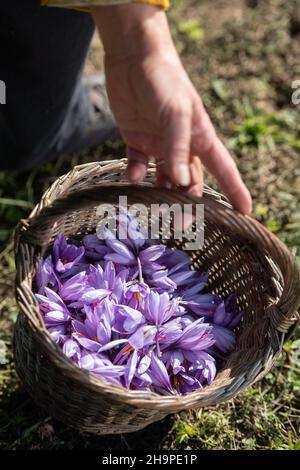 Safranernte bei o Delices de la Bergere in Marken, im Departement Drome (Südostfrankreich). Safranstamene werden von Hand aus Crocu gepflückt Stockfoto