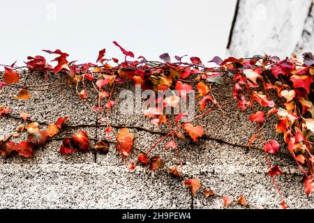 Schöne und farbenfrohe Parthenocissus quinquefolia Pflanze an der Wand Stockfoto