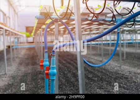 Wasserrohrventil des Versorgungsbewässerungssystems im hydroponischen Gewächshaus der Nutzpflanzen. Stockfoto