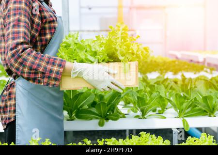 Junger Landwirt erntt Bio-Gemüse aus grüner Eiche von der Hydroponics Farm. Stockfoto