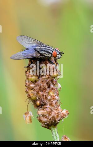 Gemeine Fruchtfliege sitzt auf einer trockenen Wiesenblume im Morgentau. Mit Wassertropfen auf den Flügeln. Seitenansicht, Nahaufnahme. Sarcophaga carnaria. Stockfoto