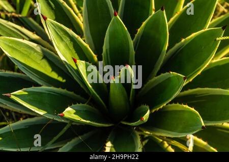 Goiânia, Goias, Brasilien – 07. Dezember 2021: Eine Pflanze namens 'Agave', von oben fotografiert. Agave Angustifolia - Karibische Zigarette. Stockfoto