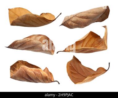 Trockenes Blatt oder abgestorbenes Blatt isoliert auf weißem Grund Stockfoto