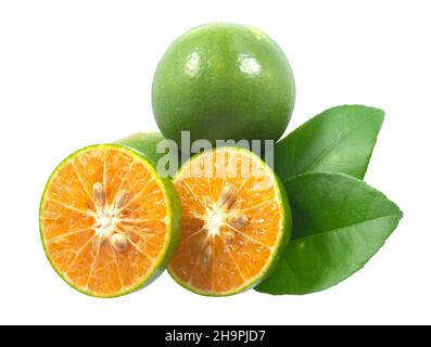 Calamansi oder Grüne orange Früchte isoliert auf weißem Hintergrund Stockfoto