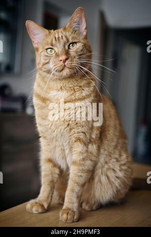 Niedliche Ingwer-Katze sitzt auf dem Tisch und schaut neugierig auf die Kamera. Stockfoto