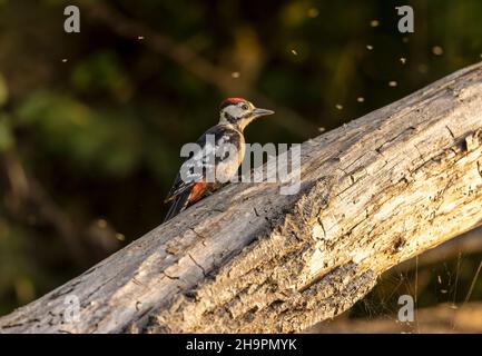 Großer Specht-Sommerbaum-Stumpf Stockfoto
