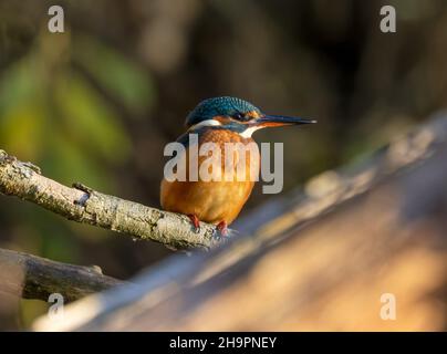 Gewöhnlicher Eisvögel, der im Sonnenlicht auf dem Ast thront Stockfoto