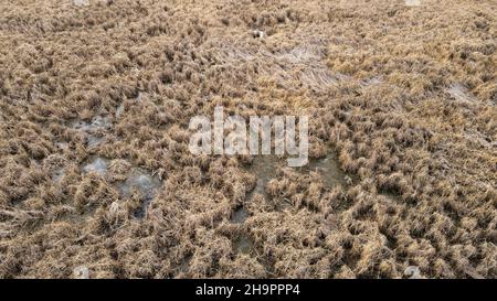 Ländliche wisconsin-Felder während der Nahaufnahmen im Herbst Stockfoto