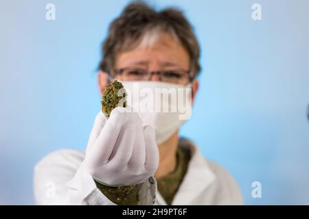 Eine Frau mittleren Alters, die eine Knospe mit medizinischem Cannabis hält. Er trägt einen weißen Labormantel und eine Gesichtsmaske mit Handschuhen Stockfoto