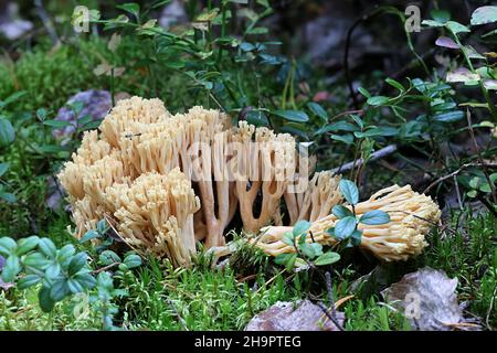 Ramaria flava, auch Ramaria eosanguinea genannt, allgemein bekannt als hellgelbe Clavaria, wilder Pilz aus Finnland Stockfoto