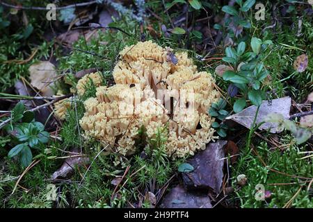 Ramaria flava, auch Ramaria eosanguinea genannt, allgemein bekannt als hellgelbe Clavaria, wilder Pilz aus Finnland Stockfoto