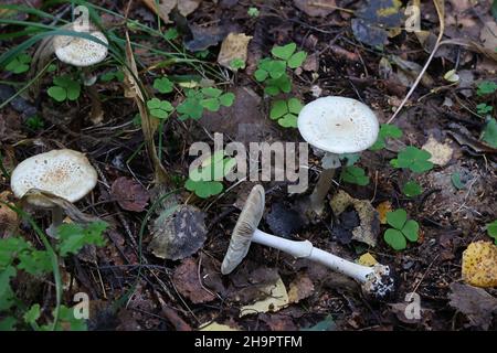 Amanita citrina, als falsche Tod Kappe oder citron Amanita, wilde Pilze aus Finnland bekannt Stockfoto