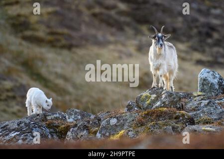 Ein paar wilde Feral-Ziegen auf einem felsigen Hügel Stockfoto