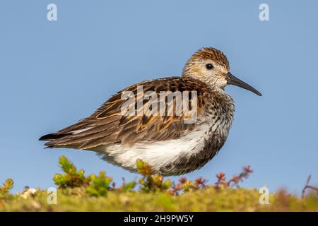 Nahaufnahme eines Dunlin-Vogels auf einem Feld gegen einen blauen Himmel Stockfoto