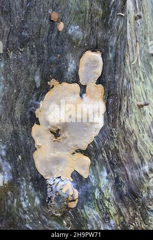 Phellinus laevigatus, allgemein bekannt als Glattborstenpilz, wilder Polypore aus Finnland Stockfoto