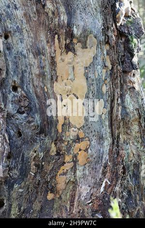 Phellinus laevigatus, allgemein bekannt als Glattborstenpilz, wilder Polypore aus Finnland Stockfoto