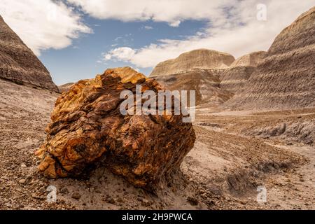 Orange Petrified Wood auf dem Blue Mesa Trail im Petrified Forest National Park Stockfoto