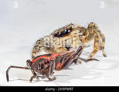 Feuerwanzen (Pyrrhocoridae) als Beute einer bräunenden Spinne (Platycryptus undatus), posierte Aufnahme, Makroaufnahme, heller Hintergrund, Baden-Baden Stockfoto
