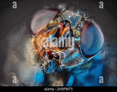 Hausfliege (Musca domestica), Kopf, blaues Licht, Makro-Nahaufnahme, dunkler Hintergrund, Baden-Baden, Baden-Württemberg, Deutschland Stockfoto