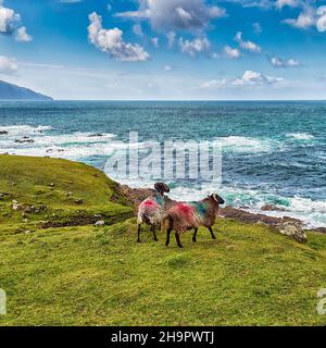 Zwei Hausschafe (Ovis aries) mit schwarzem Kopf und Hörnern, Mantel in irischen Nationalfarben, stehen zusammen auf einer Wiese, Blick auf das Meer, Acaill Stockfoto