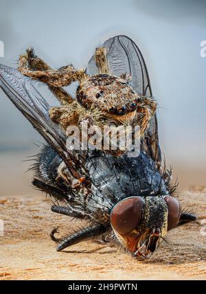 Tan springende Spinne (Platycryptus undatus) mit Hausfliege (Musca domestica) Beute, posierte Aufnahme, Makroaufnahme, heller Hintergrund, Baden-Baden Stockfoto