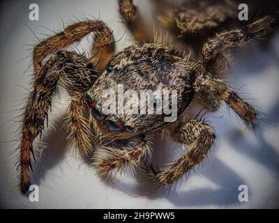 Tan springende Spinne (Platycryptus undatus), Makro-Nahaufnahme, heller Hintergrund, Baden-Baden, Baden-Württemberg, Deutschland Stockfoto