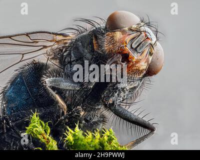 Hausfliege (Musca domestica), Kopf, Makroaufnahme, heller Hintergrund, Baden-Baden, Baden-Württemberg, Deutschland Stockfoto