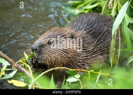 Europäischer Biber (Rizinusfaser), junges Tier, das im Wasser sitzt und Weidenzweige isst, Fulda, Hessen, Deutschland Stockfoto
