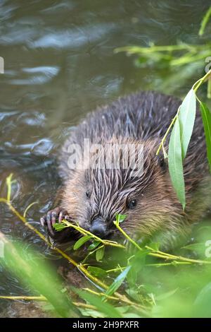 Europäischer Biber (Rizinusfaser), junges Tier, das im Wasser sitzt und Weidenzweige isst, Fulda, Hessen, Deutschland Stockfoto