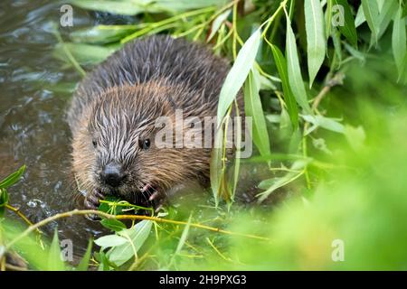 Europäischer Biber (Rizinusfaser), junges Tier, das im Wasser sitzt und Weidenzweige isst, Fulda, Hessen, Deutschland Stockfoto